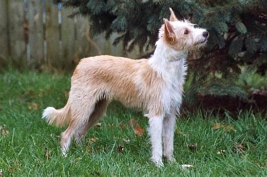 Portuguese Podengo Puppies For Sale In Blackburn, MO