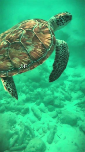 Snorkeling the Caribbean’s most breathtaking waters! Crystal-clear seas and vibrant coral reefs!