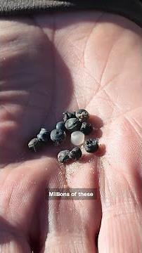 Bio-bead disaster hits English coast