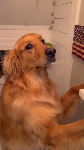 MTV Cribs, Dog House Edition. #dog #dogs #goldenretriever #puppy #house #diy #shorts #funny