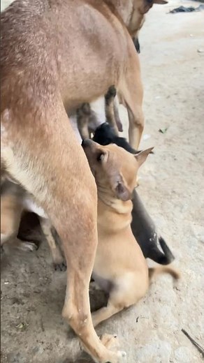 Mother dog breastfeeding #puppy