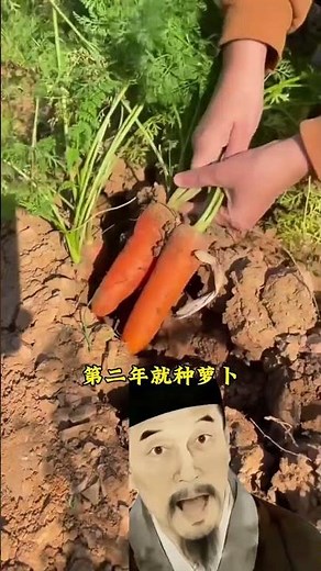 種菜想高產？輪作要記牢！#種菜 #輪作 #種菜小技巧 #種植小技巧