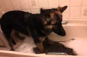 German Shepherd Dog LOVES Playing In The Bath!