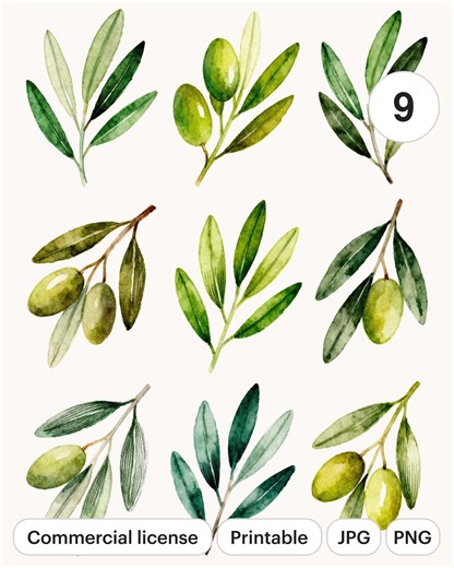 Watercolor Olive Branch Clipart Set | 9 Leaf PNG & JPG Bundle (digital Download) - Etsy