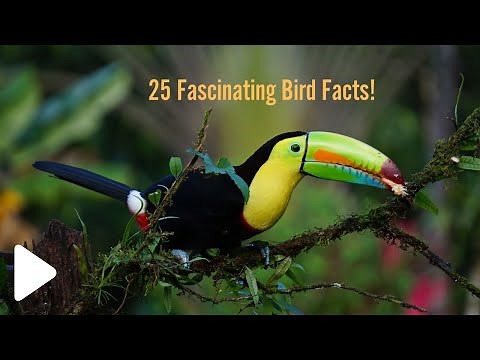 25 Incredible Bird Facts That Will Blow Your Mind!