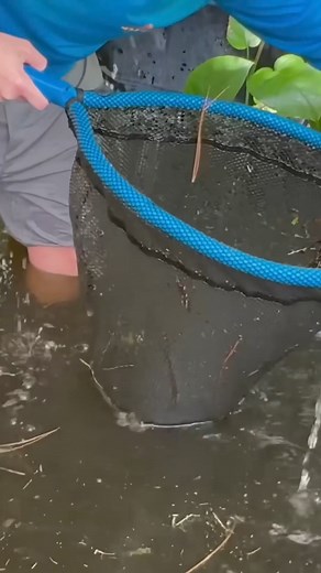 24K views · 465 reactions | First time ever seen this Alien creature. #florida #fishing #bassfishingproudctions | Bass Fishing Productions | Facebook