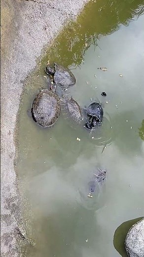 Toddler vs. Hungry Turtles: Who is More Excited?