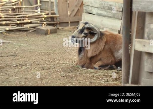 Portrait of a large brown ram standing on a rural farm in natural daylight. Strong farm animal with thick wool and horns, authentic countryside livestock and agriculture concept Stock Video Footage - Alamy