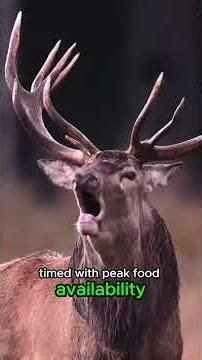 cold-adapted, migratory, and built for endurance — meet the Caribou, also known as the reindeer#deer