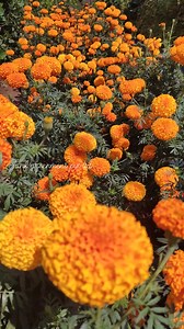 Mixed Cropping Creeper Vegetables & Marigolds: A Colorful and Beneficial Combination Understanding Mixed Cropping Mixed cropping, also known as intercropping, is a sustainable agricultural practice that involves growing two or more crops simultaneously in the same field. This technique offers several advantages, including increased biodiversity, improved soil health, and reduced pest and disease pressure. Benefits of Mixed Cropping Creeper Vegetables & Marigolds Pest Repellent: Marigolds, both o