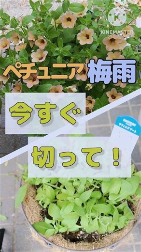 【梅雨前】ペチュニア、今すぐ切らないと枯れます。〈雨がやんだ隙を狙って切る！〉#園芸 #ペチュニア #切り戻し #摘芯 #梅雨 #梅雨対策 #蒸れ#枯れた