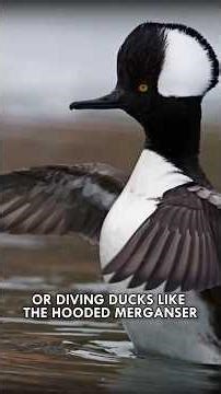 Nature’s Most Underestimated Menace: Ducks #Animals #Duck #Wildlife #Shorts
