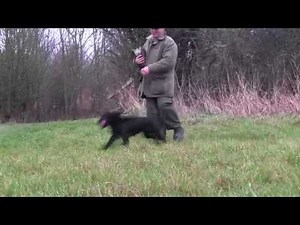 Cocker spaniel gundog training