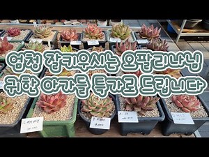 중간중간에 보물찿기 하셔요 ㆍ엄청 저렴하게 드립니다