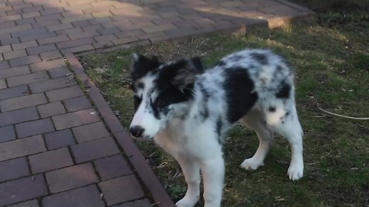Playful Border Collie Showing Fun Outdoor Adventures