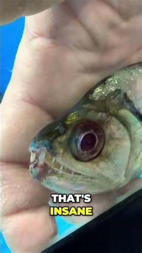 Vampire Fish: Terrifying Amazon Predators with Huge Fangs! #shorts