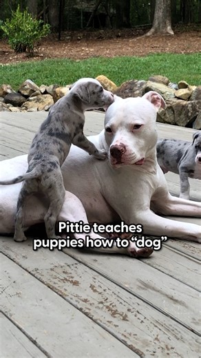 3.4M views · 127K reactions | This pittie’s got the best job ever ❤️ Veronica told us about Riot's knack for showing foster puppies the ropes! You can check out more of Veronica's adorable foster pups on Instagram, wethreepitties: https://thedo.do/wethree. | The Dodo | Facebook
