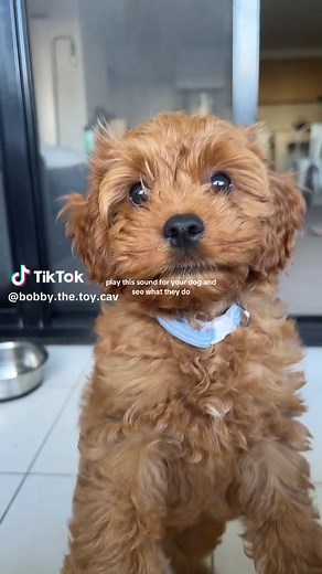 made him go crazy 😩 #toycavoodle #cavapoo #petsoftiktok #puppytiktok #cavoodlesoftiktok #fyp #dogtrends #dogsound #dogreaction #foryoupage