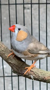 Pastel Paradise: The Mesmerizing Male Zebra Finch 🐦💕 In a world of vibrant colors, a soft revolution takes flight! Meet the stunning male Zebra Finch in its pastel mutation, a gentle masterpiece of genetics and beauty. Delicate, dreamy, and utterly captivating, this little bird is a symphony of pastel hues, a true marvel of nature's artistry. Share with us your own encounters with these enchanting creatures, and let's bask in the soft, sweet beauty of the pastel Zebra Finch! #PastelZebraFinch 