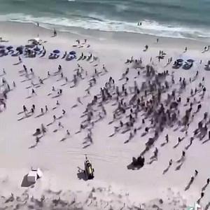 8.3K views · 135 reactions |  En esta playa de Florida se formó el corre y corre cuando la policía llegó con los perros detectores de drogas  ( notfairuzabalk/TikTok) | Mega Allentown | Facebook