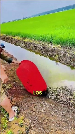 The Incredible Symbiosis Between Fish and Rice
