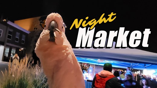 19K views · 895 reactions | Max Gets Philosophical at the Night Market - is He a Bird or a Person? Max explores the Night Market, meeting new friends along the way, but his mind is on a bigger question: Who am I really? He tells one new friend that he’s not a person, and reassures another that he’s a birdie. (Yes, Max, you’re a bird… but a very special one!). Who knew that Max was a philosopher focused on questions of identity? | Max the Moluccan | Facebook