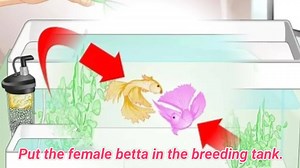 How to breed betta fish step by step By HeAltH &TeChY How to breed betta fish step by step learn more here. about tips to breed bettas fast kindly follow given instructions 1. Buy bettas from one breeder. 2. Choose your optimal betta pair. 3. Check the size. 4. Examine the fins. 5. Combine complementary colors. 6. Have a large tank. 7. Ensure high water quality. 8. Use a gentle water filter. Bettas 9. Provide hiding spots for females 10. Check for health problems. 11. Feed your bettas. 12. Intro
