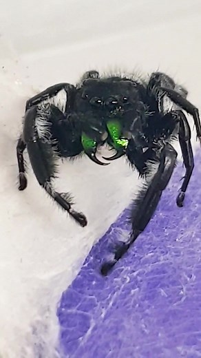 Meet Bolt the Phidippus Regius Spider With Impressive Fangs