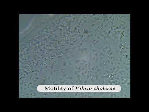 Motility of Vibrio cholerae