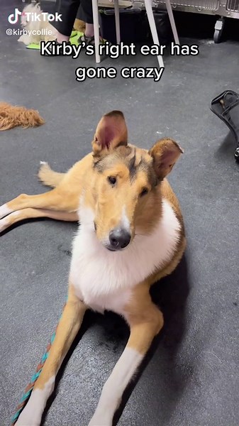 Preparing for Show Day with Smooth Collies and Rough Collies