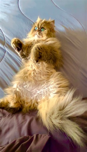 10K views · 269 reactions | It’s the only way to claim the best napping spots around here | Nomic and Vajra | Facebook