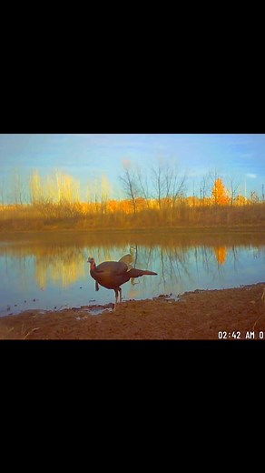 🍂Wildlife on the lake… 🐾 I always look forward to the opportunity to test my camera and get great pleasure from what I see. #trailcamera #wildlifephotography #wildlife | Hanna Vertel