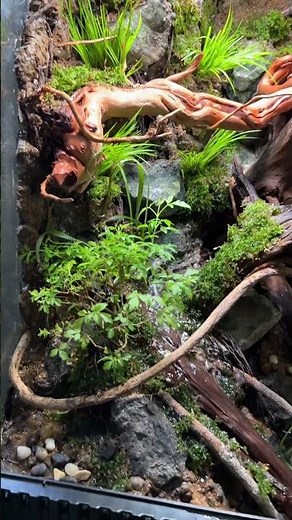 Queensland biotope for White’s Tree frogs! #aquarium #paludarium