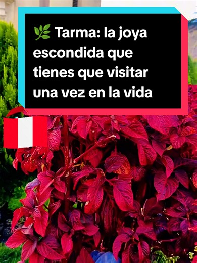 🌸 Tarma, la Perla de los Andes 🇵🇪 Entre montañas, flores y cielos azules, Tarma enamora con su belleza natural y su rica historia. Recorre la impresionante Gruta de Huagapo, uno de los sistemas de cuevas más fascinantes del Perú; visita el Santuario del Señor de Muruhuay, uno de los principales destinos de peregrinación del país; pasea por su colorida Plaza de Armas y descubre Tarmatambo, un antiguo complejo arqueológico prehispánico. Además, disfruta de su deliciosa gastronomía y de paisajes