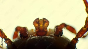 Detailed microscopic examination of a tick, showcasing its leg and head movements under the glow of microscope and studio lights.