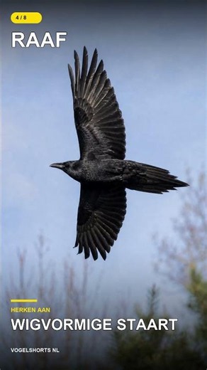 Alle Kraaien in Nederland #shorts #birds #kraai #crow