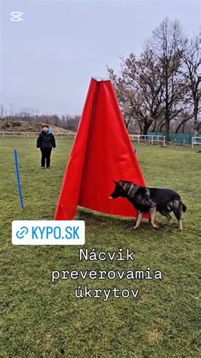 87 reactions · 4 comments | IGP obrana Pes by mal preverovať úkryty a pribiehať k psovodovi priamo a cieľavedome. Mladý pes presne vie že v úktyte je odmena. Stojanček pomáha, aby nehľadal odmenu na zemi, pričom psovod privoláva psa na loptu a udržuje dtive a rýchlosť. Krok za krokom. Čím začínate vy? Maškrta alebo hneď korisť? #kypo #igpobrana #dastosdasou #dogtraining | Dasa Kostelna | Facebook