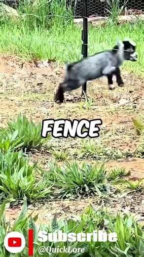 How do Electric Fences actually work?🤔 #shorts