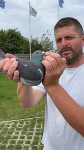 Jelle Roziers Pigeons wins #3 best YL in PIPA ranking on 8 national KBDB championship races! 💪🏼 Bred from father to best young bird on 4 national races in 2020 (Mississippi Girl) x #1 KBDB Nat Ace Pigeon GMD YB in 2021 | PIPA