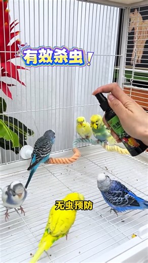 Parrots have lower immunity in winter, so deworming is very important. Don't wait until they