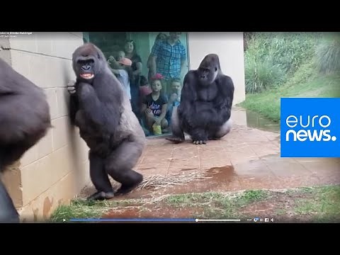 Feeling miserable in the rain? These gorillas too | euronews 🇬🇧