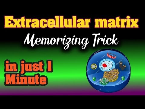 extracellular matrix