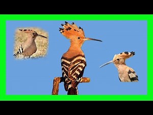 Eurasian Hoopoe Bird Song, Call, Chir, Sound, Voice - Abubilla Canto - Upupa Epops