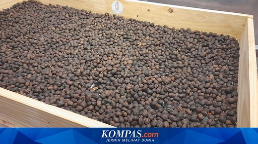 Mengenal Kopi Wine, Proses Pascapanen Buah Kopi Tanpa Alkohol