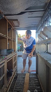 192K views · 5.2K reactions | Karera ng Kalapati #kalapatids #kalapati #pigeon | Blue Pigeon Loft | Facebook