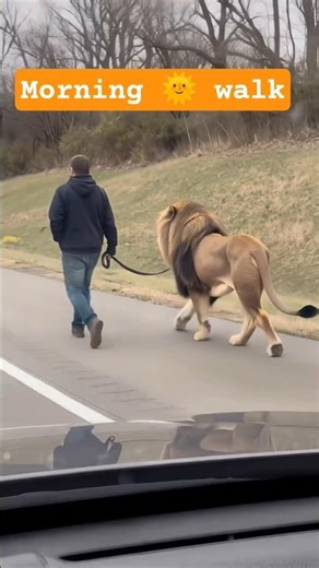 🦁Morning 🌞 walk#shorts #viral #entertainment