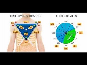 Einthoven Triangle and Einthoven Law