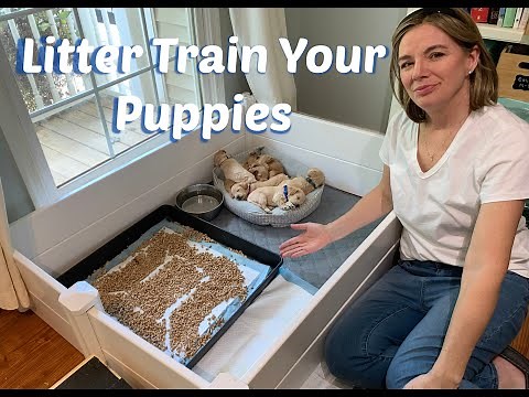 How to Train your Puppies to use the Litter Box