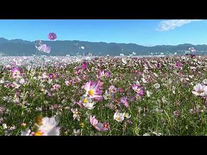 コスモス 藤原宮跡花園「秋ゾーン」 2024年10月中旬