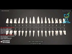 Decoding Tooth Numbers: Palmer Dental Notation Explained!